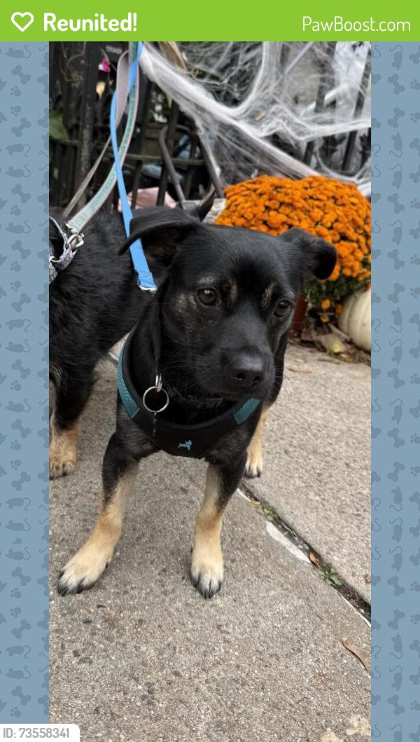 Reunited Male Dog last seen Terrace Pl, Brooklyn, NY 11218, USA, Brooklyn, NY 11218