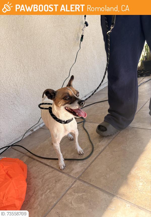 Found/Stray Male Dog last seen Cranberry rd and motte cir, Romoland, CA 92585