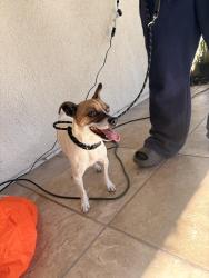 Found/Stray Male Dog last seen Cranberry rd and motte cir, Romoland, CA 92585