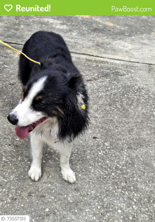 Reunited Unknown Dog last seen Dede Terrace and Tenison Street, Inverness, FL 34452