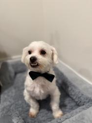 Reunited Male Dog last seen Nearest im the center of little havanna, Miami, FL 33125