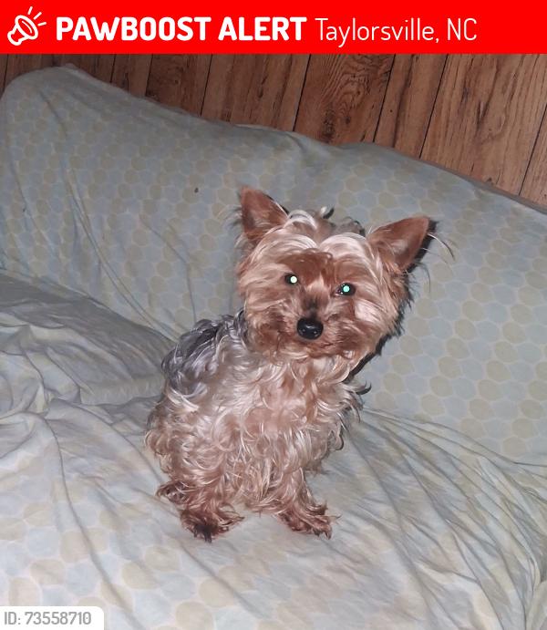 Lost Male Dog last seen American Raceway, Taylorsville, NC 28681