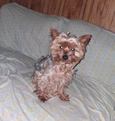 Lost Male Dog last seen American Raceway, Taylorsville, NC 28681