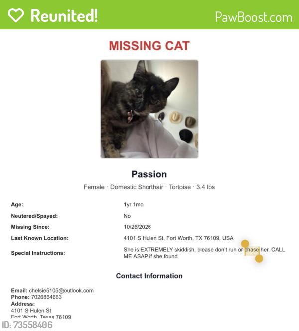 Reunited Female Cat last seen Near S Hulen St, Fort Worth, TX 76109, USA, Fort Worth, TX 76109