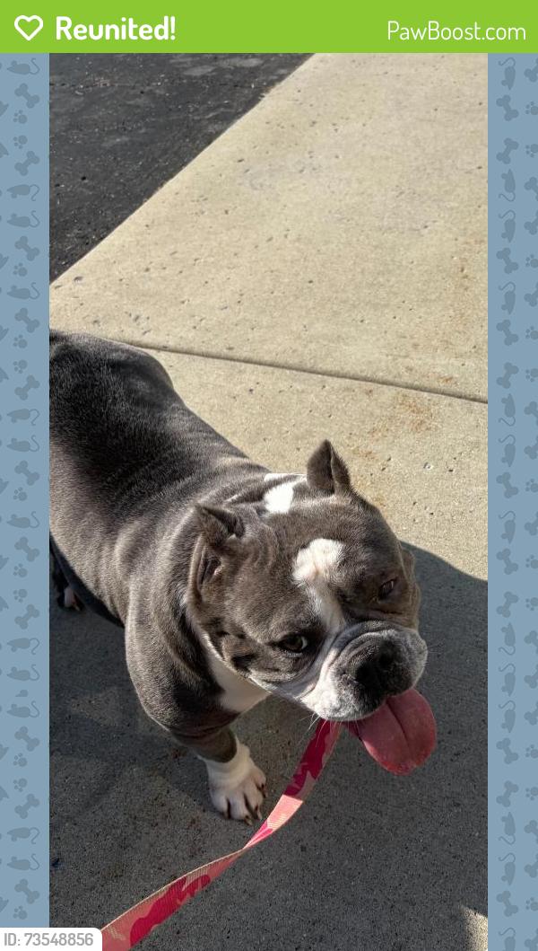 Reunited Female Dog last seen Chaucer drive, Ann Arbor, MI 48103