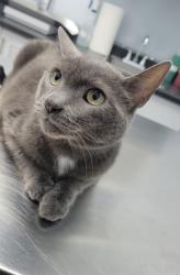 Lost Female Cat last seen Liverpool at Bayly, Pickering, ON 
