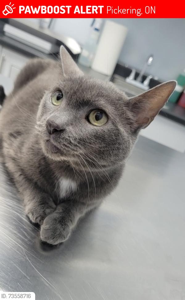 Lost Female Cat last seen Liverpool at Bayly, Pickering, ON 