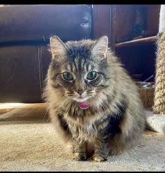 Reunited Female Cat last seen Hawthorn Hill, Louisville, KY 40204