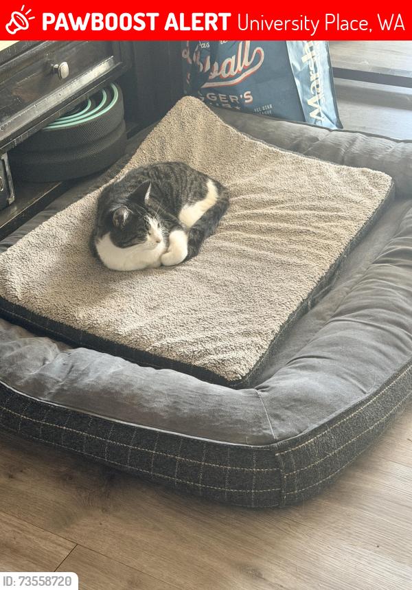 Lost Male Cat last seen 44th & Sunset, University Place, WA 98466