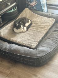 Lost Male Cat last seen 44th & Sunset, University Place, WA 98466