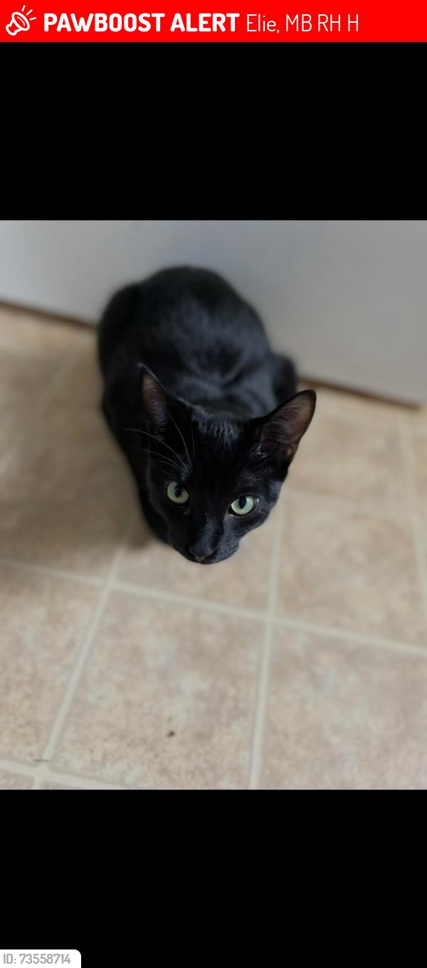 Lost Male Cat last seen Elie Manitoba, Elie, MB R0H 0H0