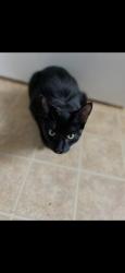 Lost Male Cat last seen Elie Manitoba, Elie, MB R0H 0H0