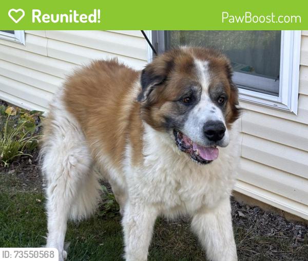 Reunited Female Dog last seen York Rd, Carlisle, PA 17013