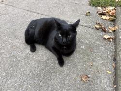 Found/Stray Unknown Cat last seen Northcliffe Road and Midler Avenue, Syracuse, NY 13206