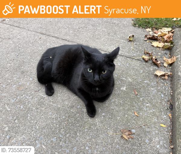 Found/Stray Unknown Cat last seen Northcliffe Road and Midler Avenue, Syracuse, NY 13206