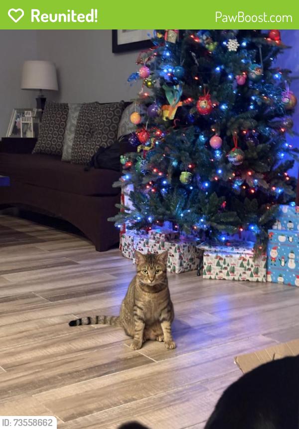 Reunited Female Cat last seen Near SW 146th Terrace, Miami, FL 33186, USA, Miami, FL 33186