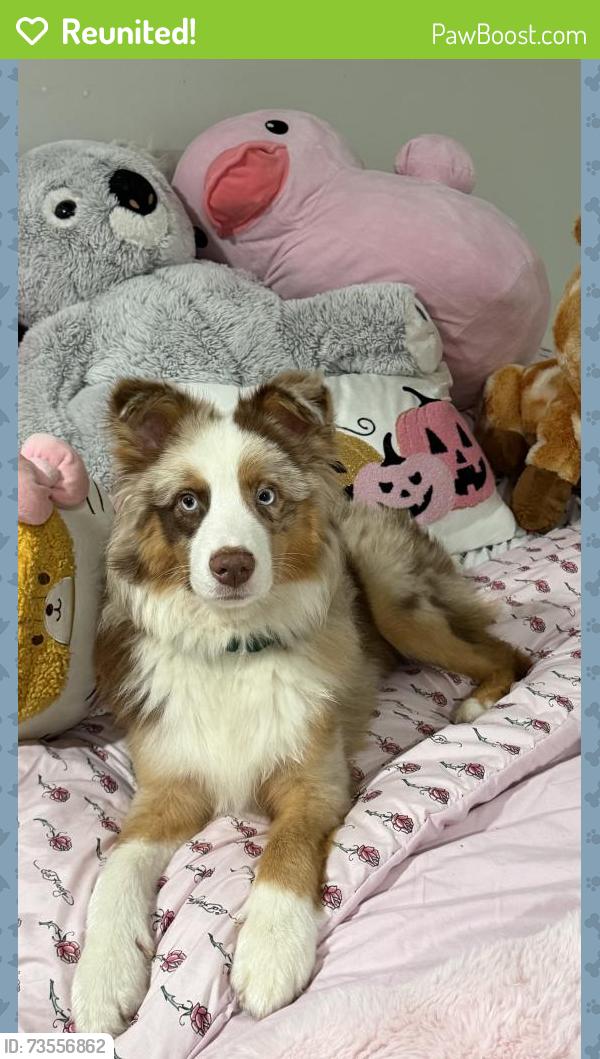 Reunited Male Dog last seen E Fairfield Dr, High Point, NC 27263