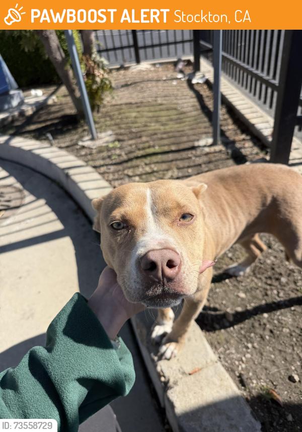 Found/Stray Female Dog last seen Super King parking lot on Lower Sacramento Rd., Stockton, CA 95209