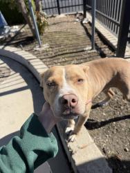 Found/Stray Female Dog last seen Super King parking lot on Lower Sacramento Rd., Stockton, CA 95209