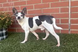 Shelter Stray Male Dog last seen Near BLOCK FRANKFORT ST, DETROIT MI 48213, 1431 E Ferry St, Detroit, MI 48211, USA