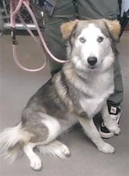 Shelter Stray Female Dog last seen 13TH AVE AND CINNABAR AVE, 2500 S 27th Ave, Phoenix, AZ 85009, USA
