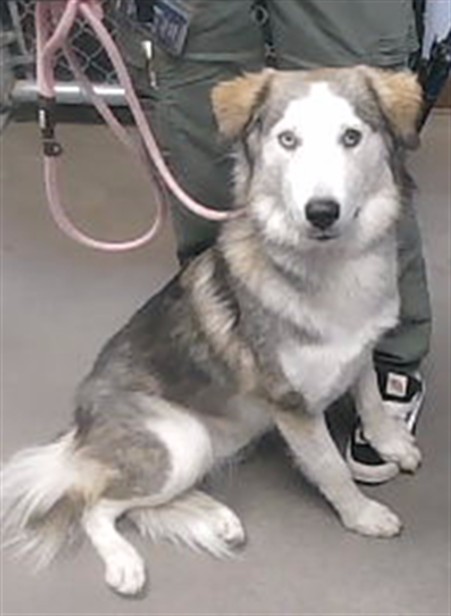 Shelter Stray Female Dog last seen 13TH AVE AND CINNABAR AVE, 2500 S 27th Ave, Phoenix, AZ 85009, USA