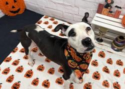 Shelter Stray Female Dog last seen Near BLOCK MERCIER ST, DETROIT, MI 48210, 1431 E Ferry St, Detroit, MI 48211, USA