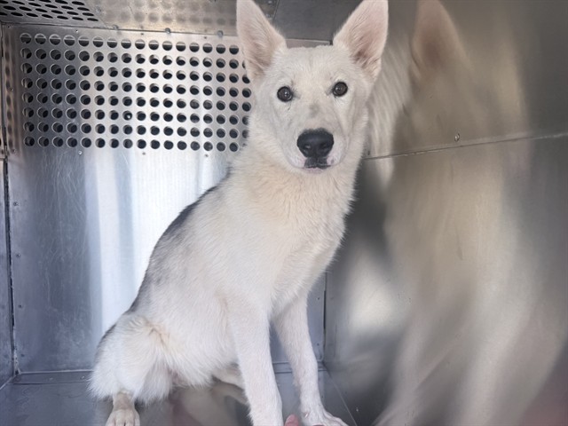 Shelter Stray Female Dog last seen 67TH AVE AND LOWER BUCKEYE RD, 2500 S 27th Ave, Phoenix, AZ 85009, USA