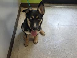 Shelter Stray Female Dog last seen Near BLOCK SOUTHCENTER MALL, TUKWILA WA 98188, 21615 64th Ave S, Kent, WA 98032, USA
