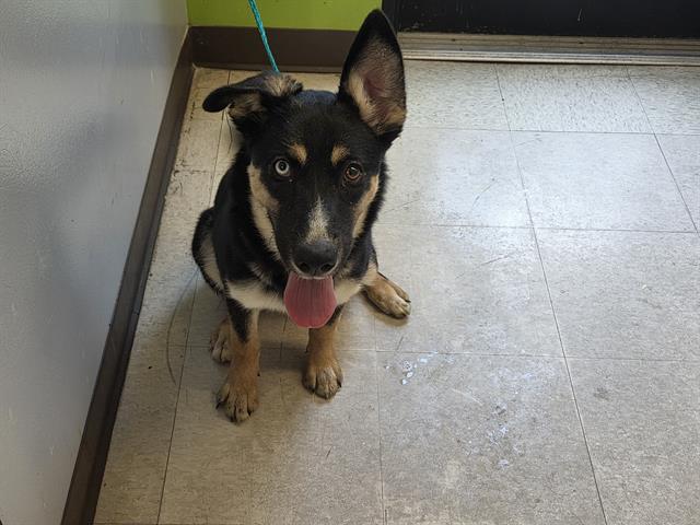 Shelter Stray Female Dog last seen Near BLOCK SOUTHCENTER MALL, TUKWILA WA 98188, 21615 64th Ave S, Kent, WA 98032, USA