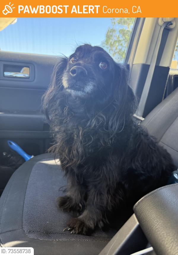 Found/Stray Male Dog last seen Border and Gleason, Corona, CA 92882
