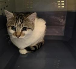 Shelter Stray Unknown Cat last seen Near BLOCK S HIGH BLUFF DR, 4522 W 3500 S, West Valley City, UT 84120, USA