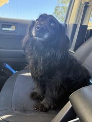 Found/Stray Male Dog last seen Border and Gleason, Corona, CA 92882