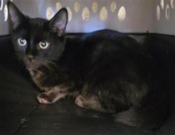 Shelter Stray Male Cat last seen Near BLOCK S 3960 W, WEST VALLEY CITY UT 84120, 4522 W 3500 S, West Valley City, UT 84120, USA