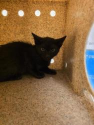 Shelter Stray Unknown Cat last seen Near BLOCK W MIERA LN, 4522 W 3500 S, West Valley City, UT 84120, USA