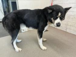 Shelter Stray Male Dog last seen Near BLOCK E E ST, 333 Chandler Pl, San Bernardino, CA 92408, USA