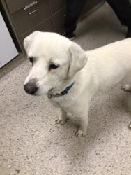 Shelter Stray Female Dog last seen 160TH AND HAVANA, 12155 Park Blvd, Brighton, CO 80601, USA