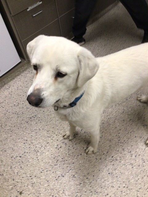 Shelter Stray Female Dog last seen 160TH AND HAVANA, 12155 Park Blvd, Brighton, CO 80601, USA