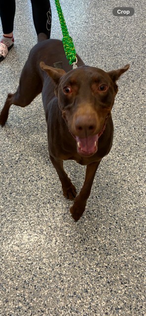 Shelter Stray Male Dog last seen 104TH AND CHAMBERS, 12155 Park Blvd, Brighton, CO 80601, USA