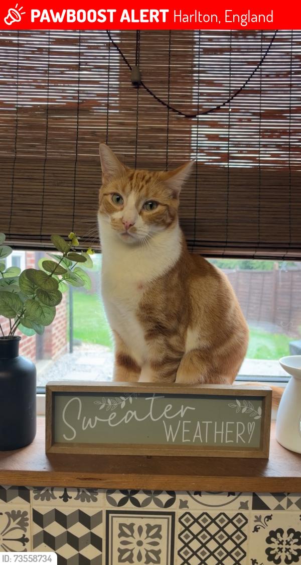 Lost Male Cat last seen Haslingfield Road, Harlton, England 