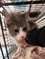 Shelter Stray Male Cat last seen , 1850 W 60th St, Los Angeles, CA 90047, USA