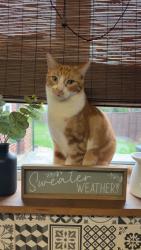 Lost Male Cat last seen Haslingfield Road, Harlton, England 