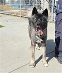 Shelter Stray Female Dog last seen , 11258 Garfield Ave, Downey, CA 90242, USA