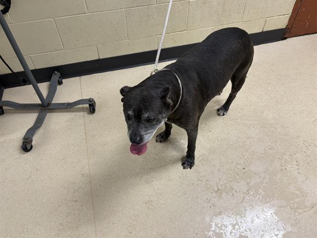Shelter Stray Female Dog last seen Near BLOCK W FLORIST AVE, 3839 W Burnham St, West Milwaukee, WI 53215, USA