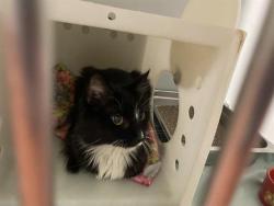 Shelter Stray Female Cat last seen 60TH/BELOIT, 3839 W Burnham St, West Milwaukee, WI 53215, USA