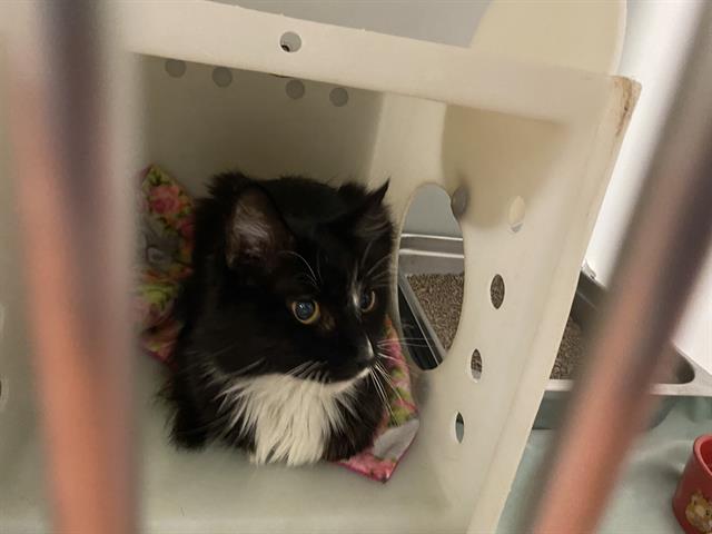 Shelter Stray Female Cat last seen 60TH/BELOIT, 3839 W Burnham St, West Milwaukee, WI 53215, USA