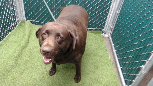 Shelter Stray Female Dog last seen , 11258 Garfield Ave, Downey, CA 90242, USA