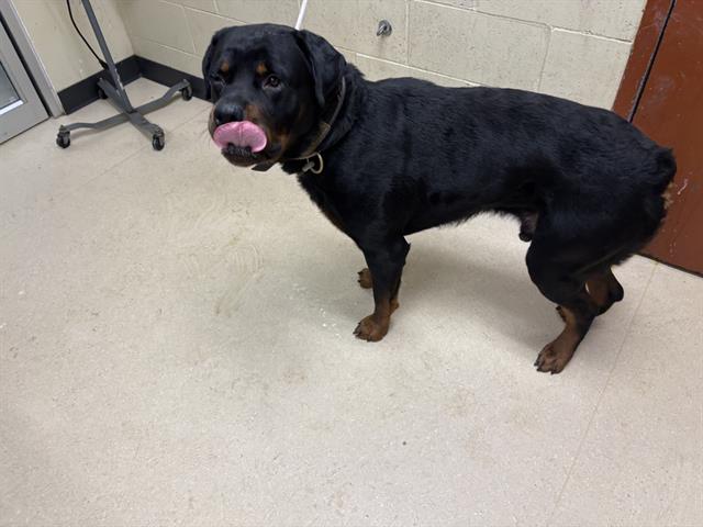 Shelter Stray Male Dog last seen Near BLOCK N 48TH ST, 3839 W Burnham St, West Milwaukee, WI 53215, USA