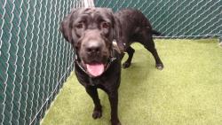 Shelter Stray Female Dog last seen , 11258 Garfield Ave, Downey, CA 90242, USA