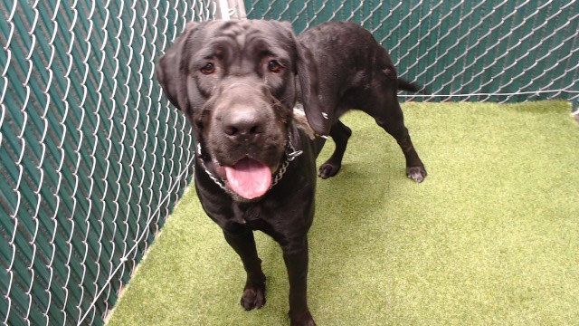 Shelter Stray Female Dog last seen , 11258 Garfield Ave, Downey, CA 90242, USA